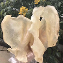 白花膠 半斤裝（七折優惠）2.webp