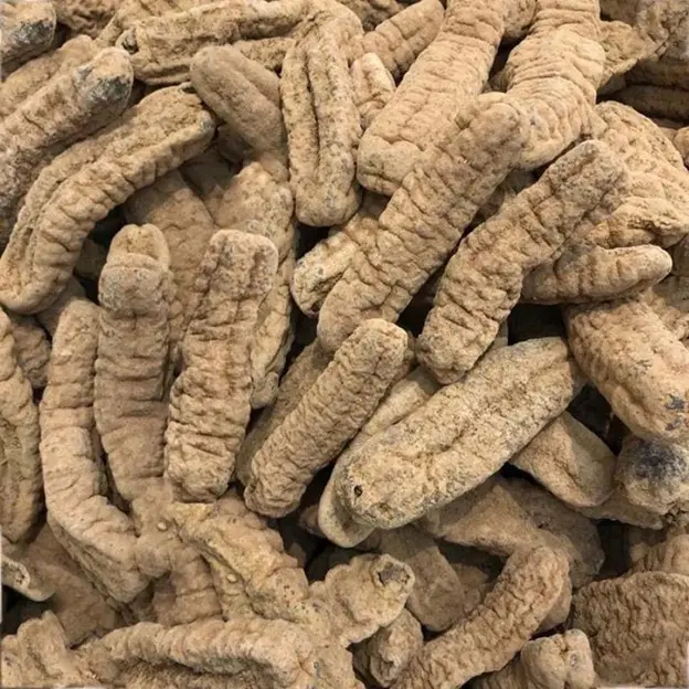 Australian yellow sea cucumber 1 pound pack 