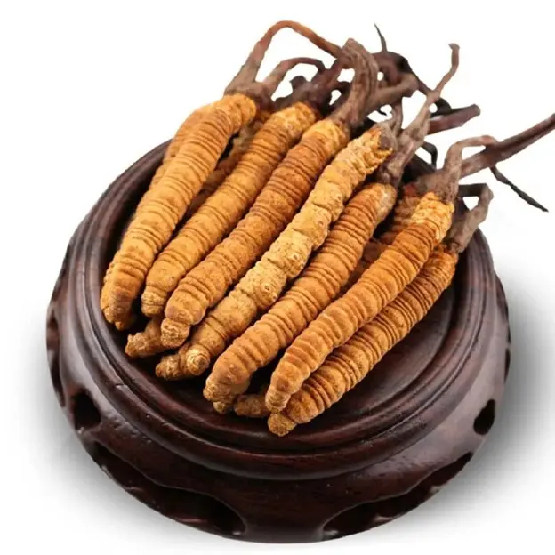 產自西藏那曲的冬蟲夏草