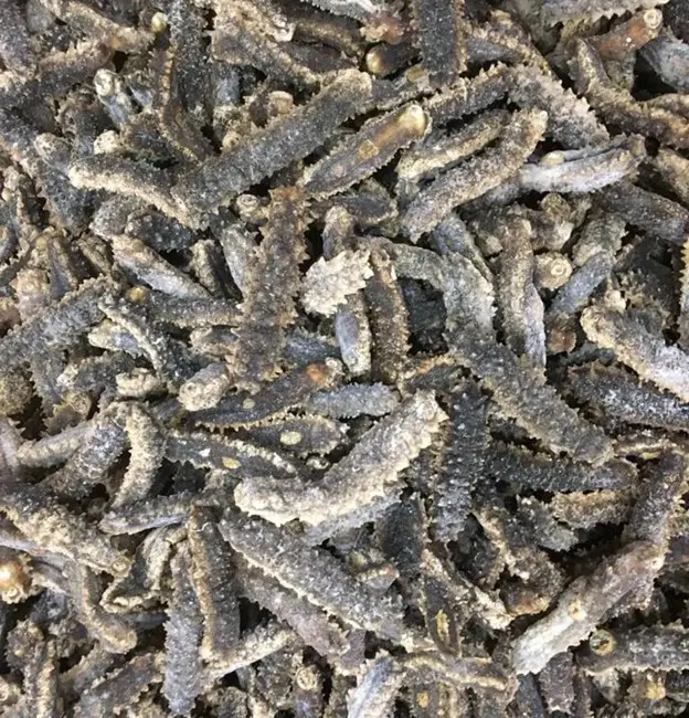 Australian Liaoning sea cucumber, 1 pound pack (70 to 100 pieces)