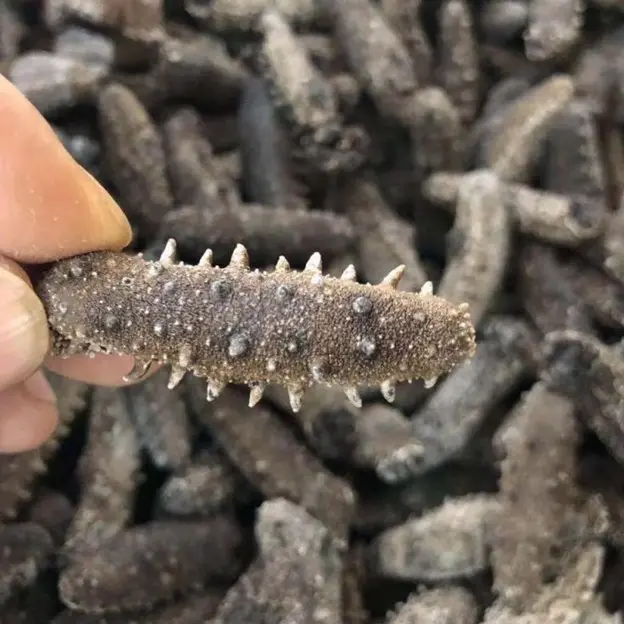 日本人參，(一斤)