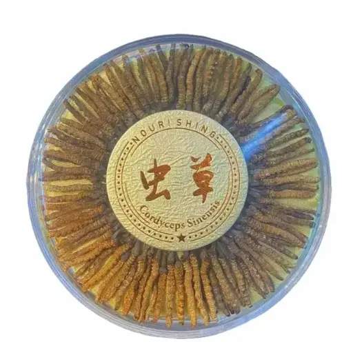 一盒內含100株野生蟲草