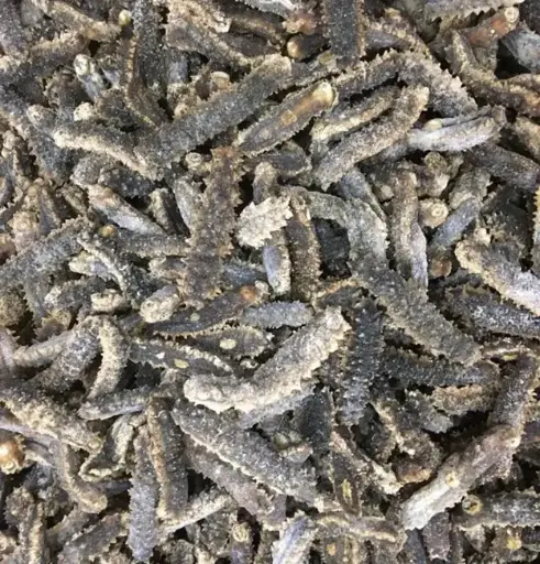 Australian Liaoning sea cucumber, 1 pound pack (70 to 100 pieces)