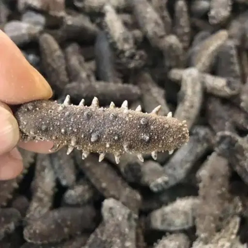 日本人參，(一斤)